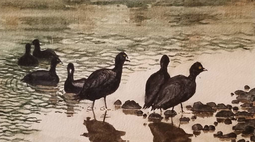 Coots at Lagoon — Mexico — Karl Willms