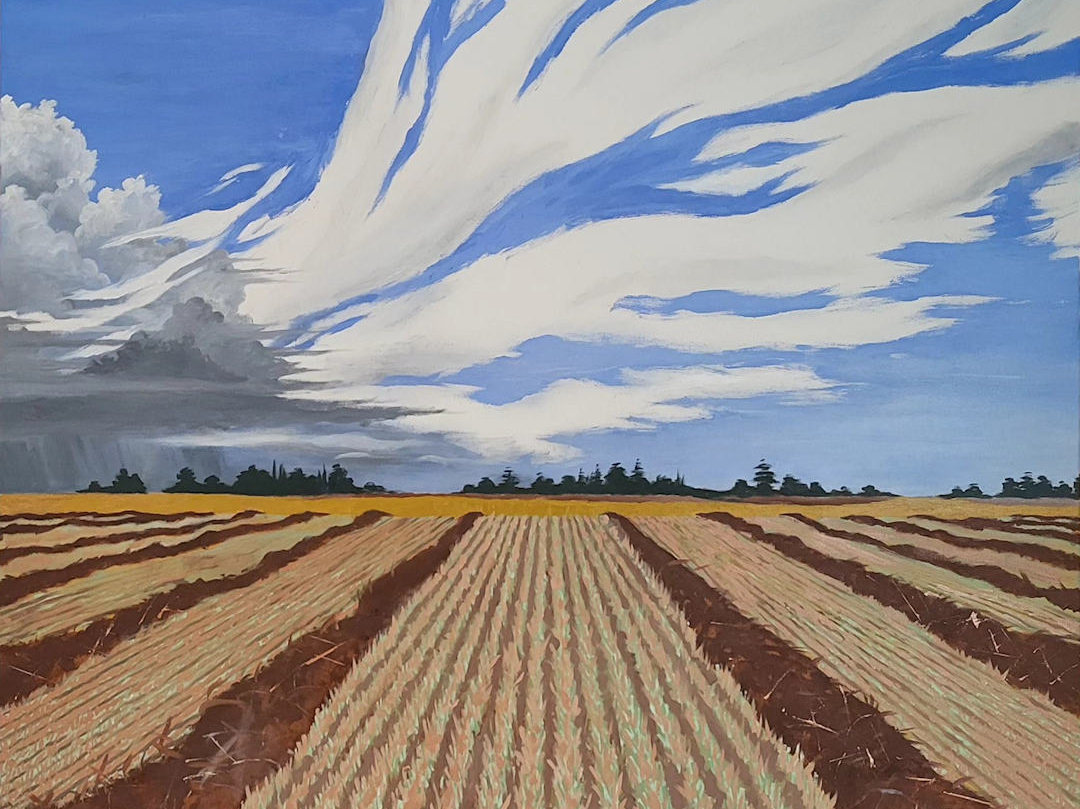Canola Harvest — Karl Willms