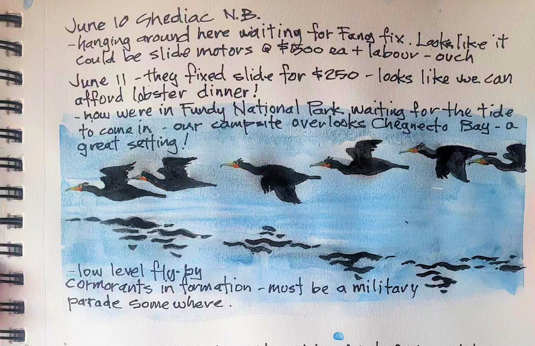 Cormorant Flyby — Fundy National Park, New Brunswick —  Karl Willms