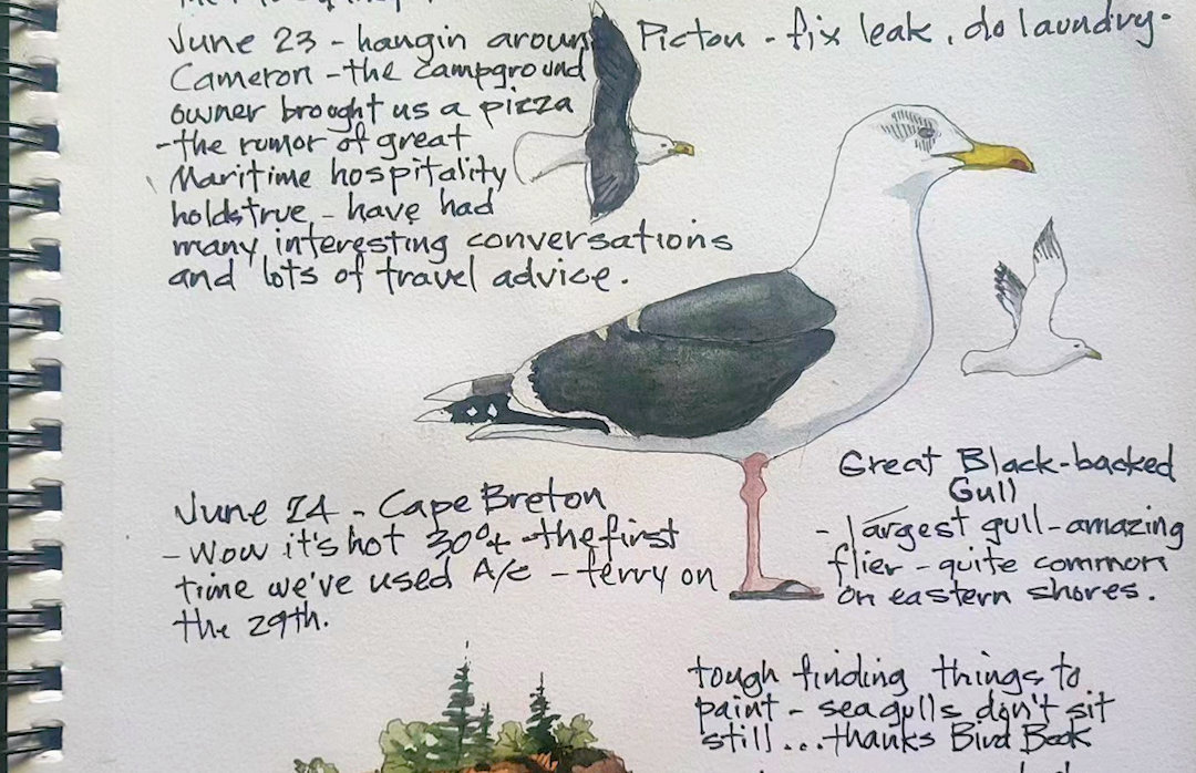 Great Black-backed Gull — Nova Scotia — Karl Willms