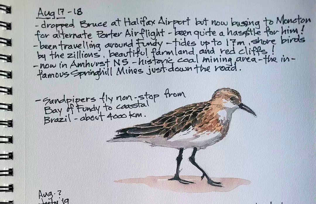 Sandpiper — Bay of Fundy — Karl Willms