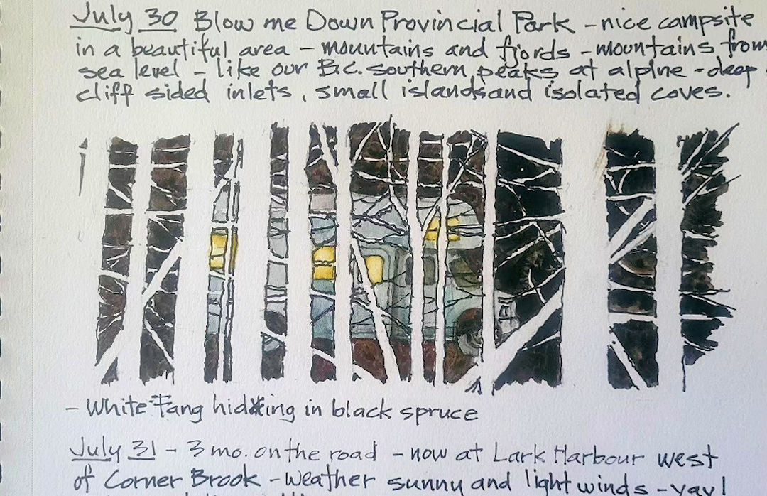 White Fang Hiding in Black Spruce — Blow Me Down Provincial Park, Newfoundland — Karl Willms